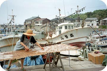 Woman drying Ika