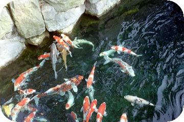 Koi in Meiji Shrine Garden